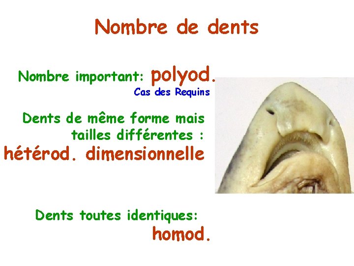 Nombre de dents Nombre important: polyod. Cas des Requins Dents de même forme mais