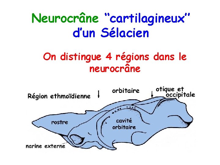 Neurocrâne ‘‘cartilagineux’’ d’un Sélacien On distingue 4 régions dans le neurocrâne 