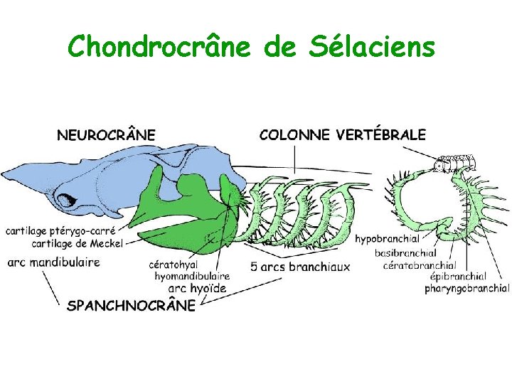 Chondrocrâne de Sélaciens 