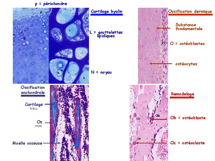 p = périchondre Cartilage hyalin L = gouttelettes lipidiques Ossification dermique Substance fondamentale O