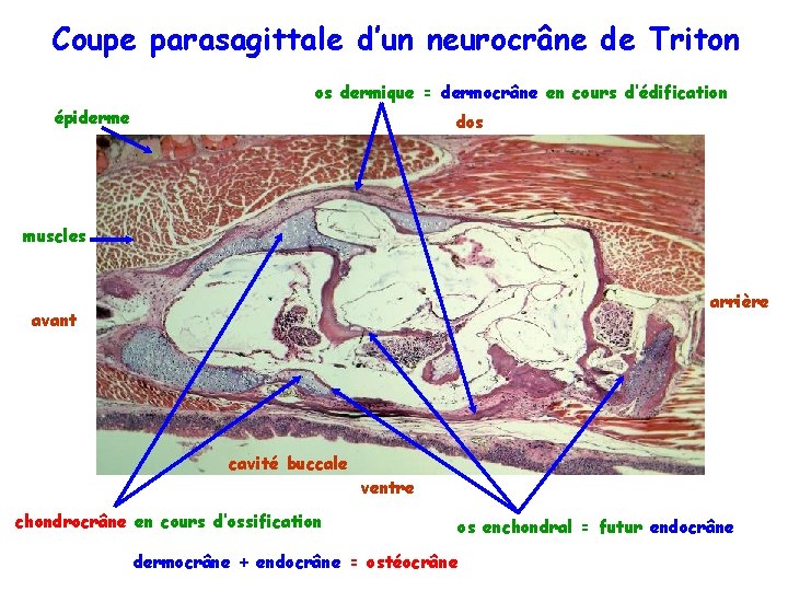 Coupe parasagittale d’un neurocrâne de Triton os dermique = dermocrâne en cours d’édification épiderme