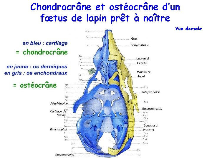 Chondrocrâne et ostéocrâne d’un fœtus de lapin prêt à naître Vue dorsale ^ ^