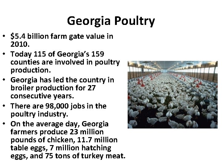 Georgia Poultry • $5. 4 billion farm gate value in 2010. • Today 115