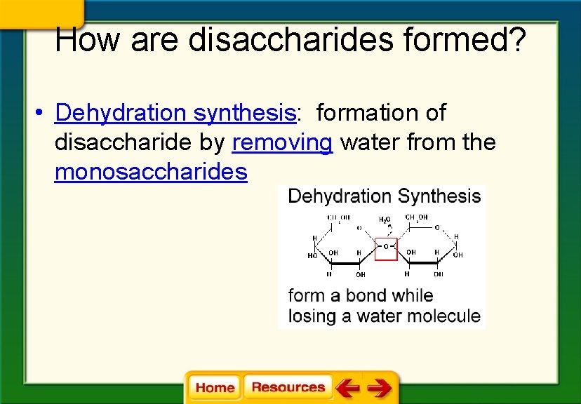 How are disaccharides formed? • Dehydration synthesis: formation of disaccharide by removing water from