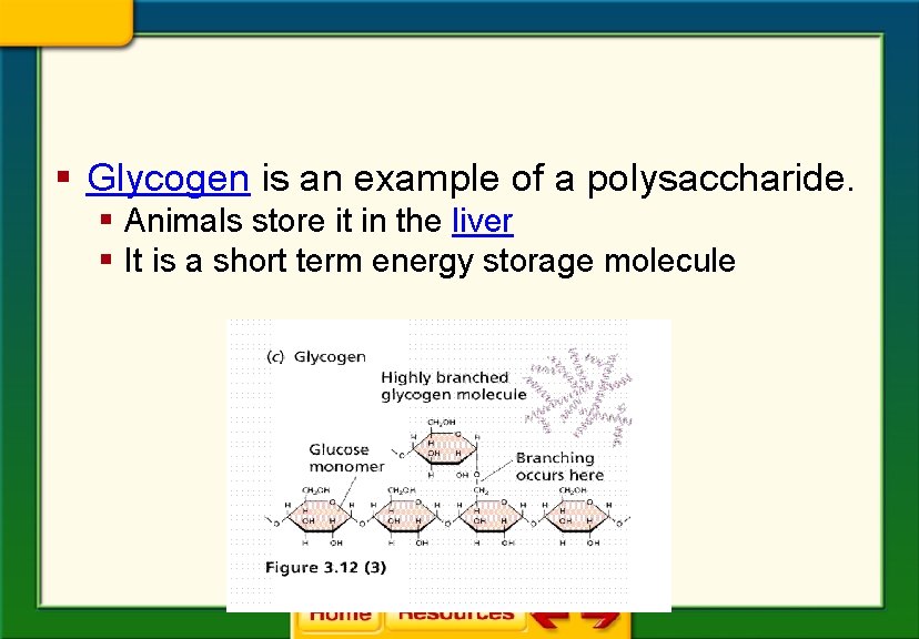 § Glycogen is an example of a polysaccharide. § Animals store it in the