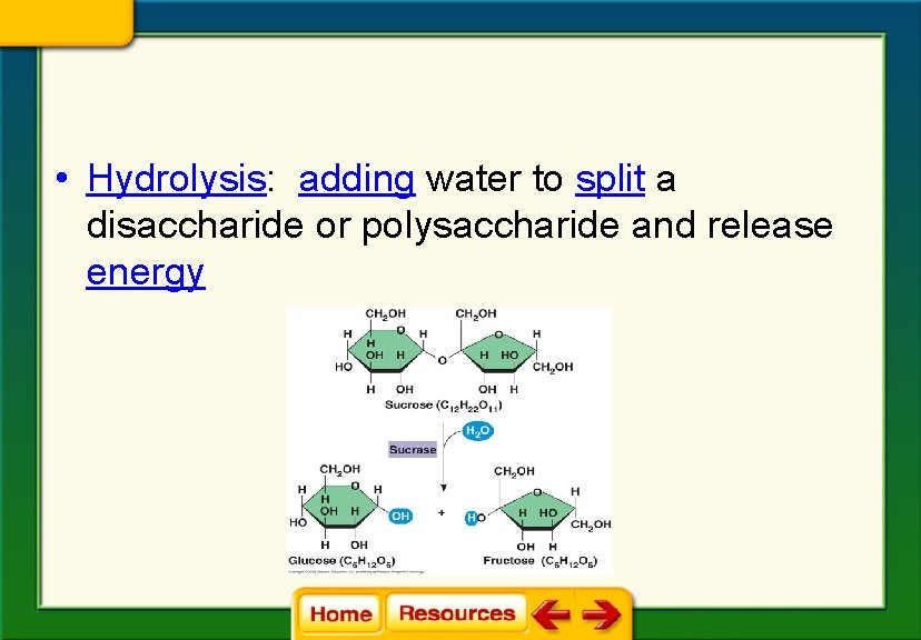  • Hydrolysis: adding water to split a disaccharide or polysaccharide and release energy