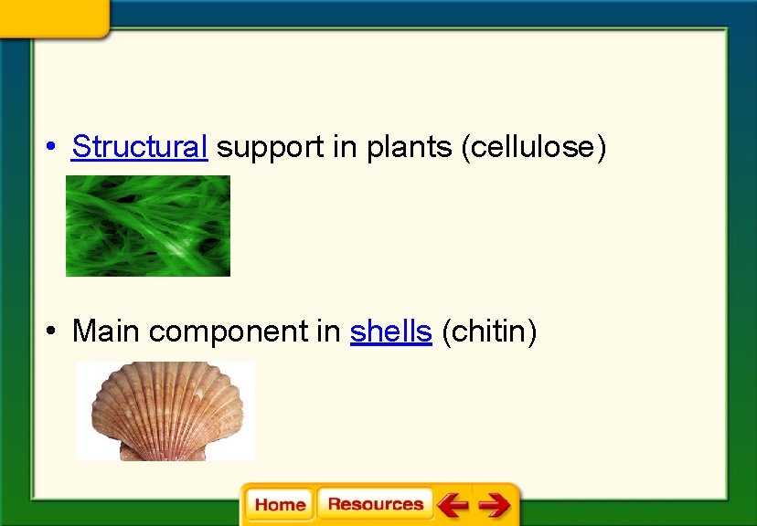  • Structural support in plants (cellulose) • Main component in shells (chitin) 