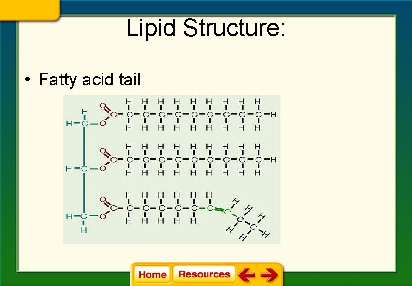 Lipid Structure: • Fatty acid tail 