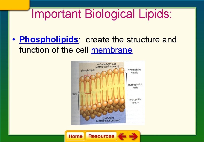 Important Biological Lipids: • Phospholipids: create the structure and function of the cell membrane