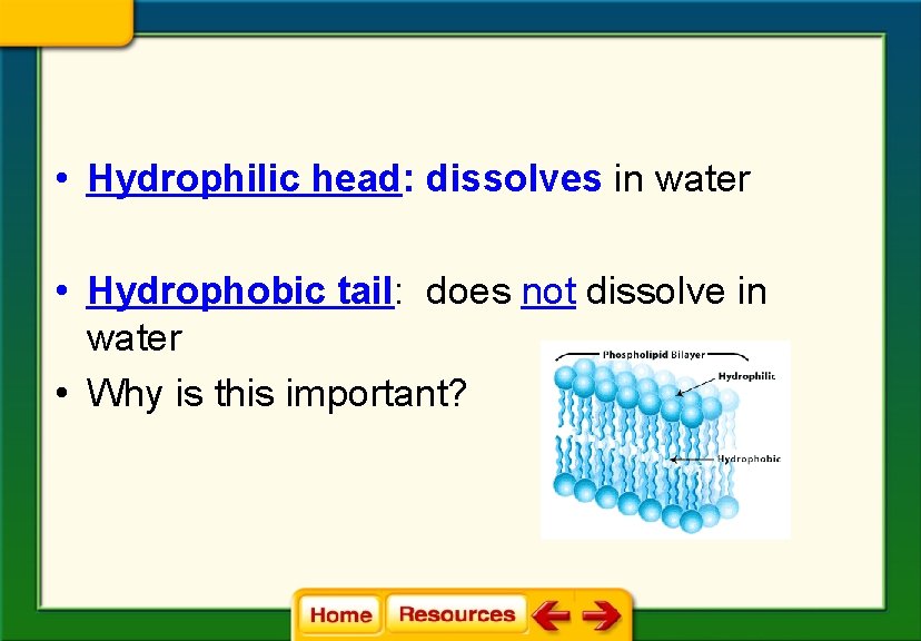  • Hydrophilic head: dissolves in water • Hydrophobic tail: does not dissolve in