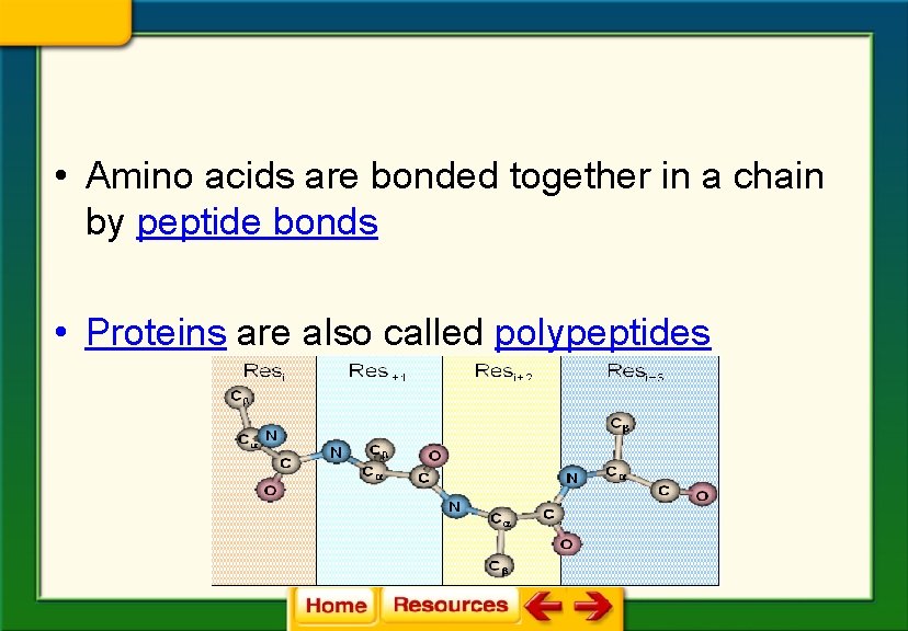  • Amino acids are bonded together in a chain by peptide bonds •