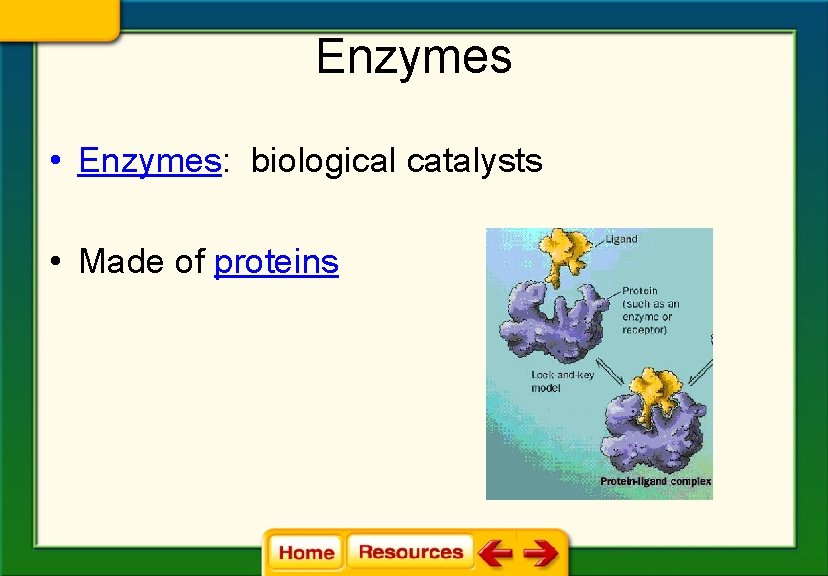 Enzymes • Enzymes: biological catalysts • Made of proteins 