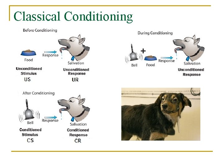 Classical Conditioning 