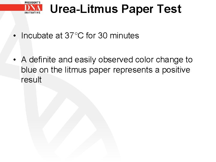 Urea-Litmus Paper Test • Incubate at 37°C for 30 minutes • A definite and