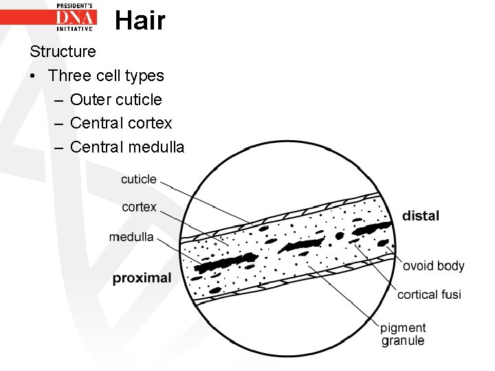 Hair Structure • Three cell types – Outer cuticle – Central cortex – Central