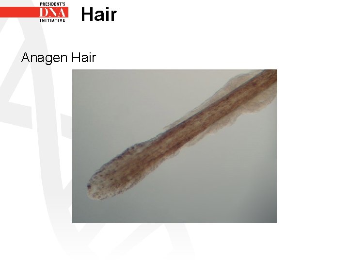 Hair Anagen Hair 
