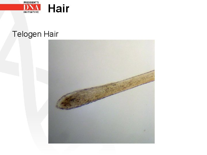 Hair Telogen Hair 