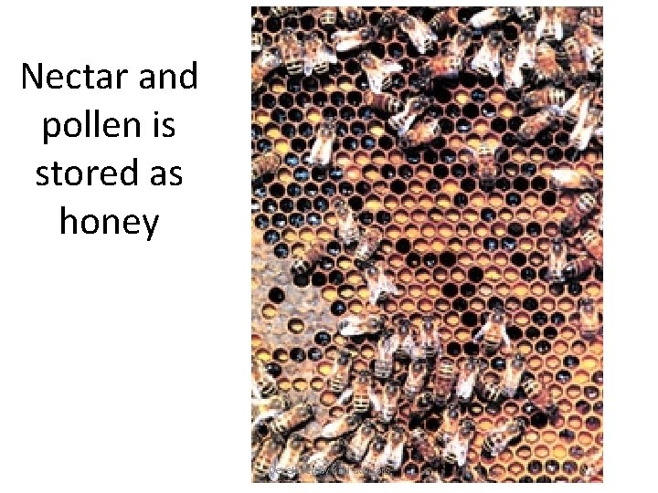 Nectar and pollen is stored as honey Developed by KZN advisors 