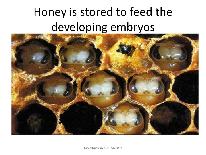 Honey is stored to feed the developing embryos Developed by KZN advisors 