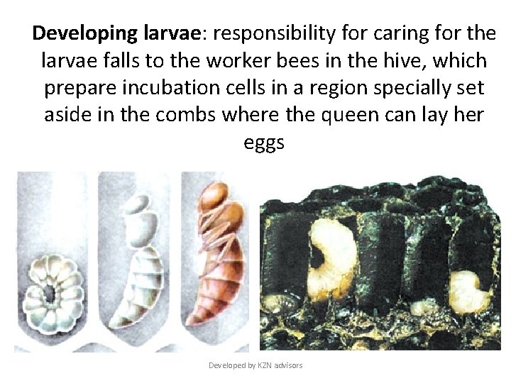 Developing larvae: responsibility for caring for the larvae falls to the worker bees in