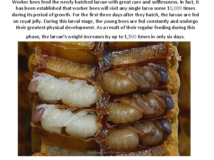 Worker bees feed the newly-hatched larvae with great care and selflessness. In fact, it