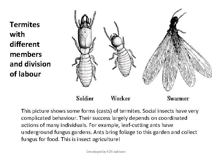 Termites with different members and division of labour This picture shows some forms (casts)