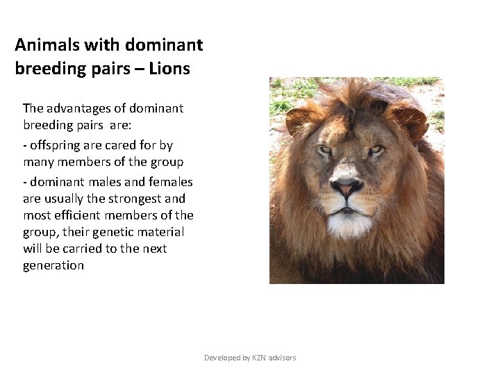 Animals with dominant breeding pairs – Lions The advantages of dominant breeding pairs are: