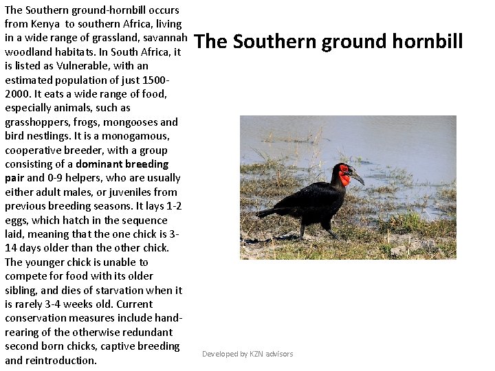 The Southern ground-hornbill occurs from Kenya to southern Africa, living in a wide range