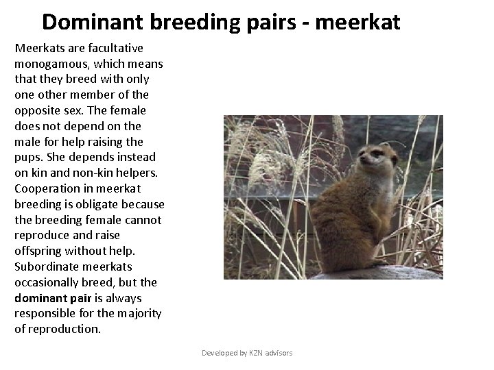 Dominant breeding pairs - meerkat Meerkats are facultative monogamous, which means that they breed