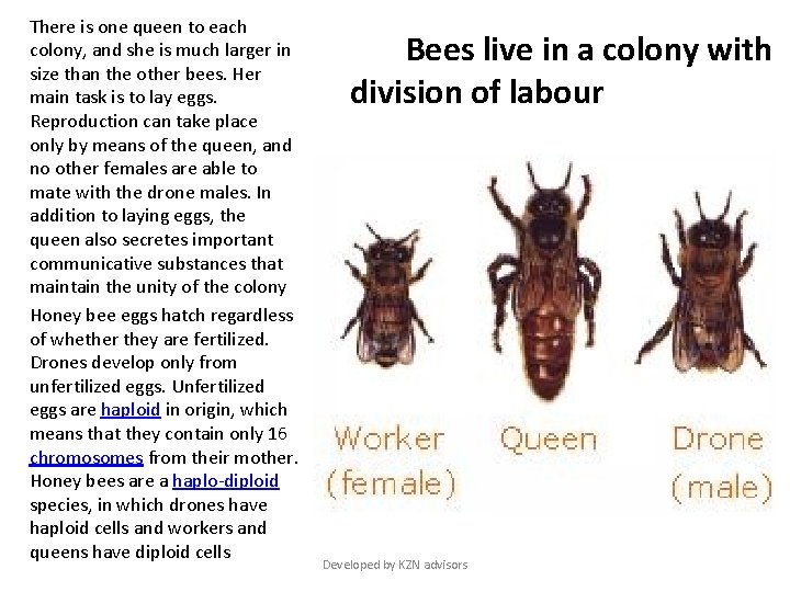 There is one queen to each colony, and she is much larger in size