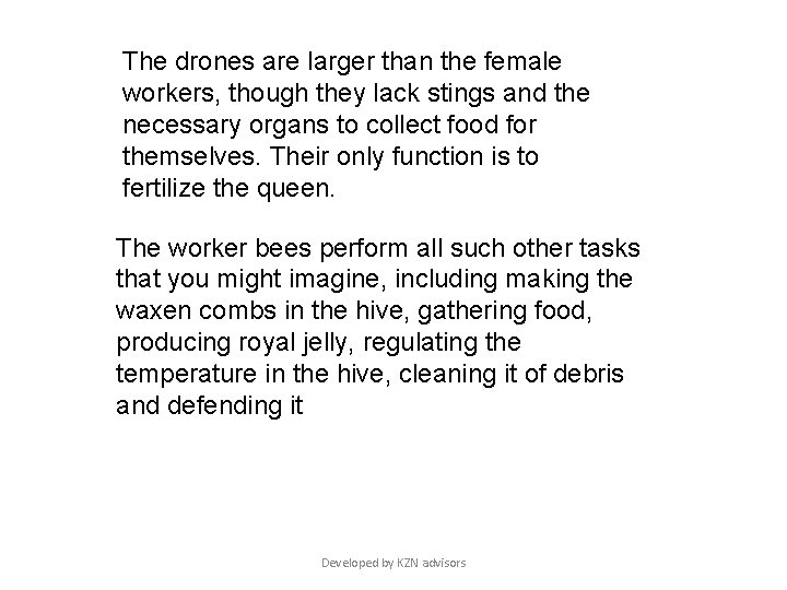 The drones are larger than the female workers, though they lack stings and the