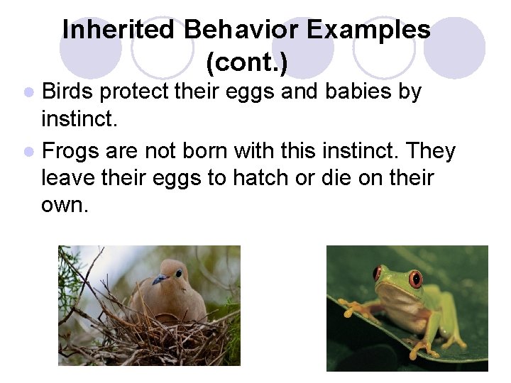 Inherited Behavior Examples (cont. ) ● Birds protect their eggs and babies by instinct.