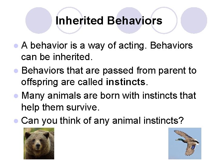 Inherited Behaviors ● A behavior is a way of acting. Behaviors can be inherited.