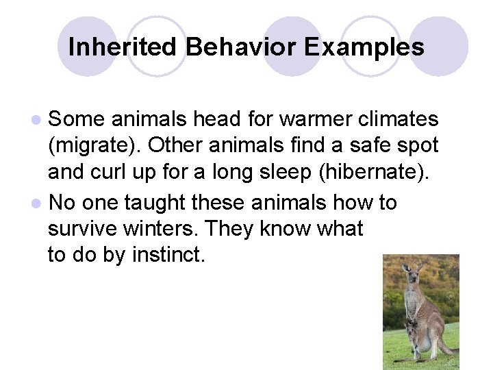 Inherited Behavior Examples ● Some animals head for warmer climates (migrate). Other animals find