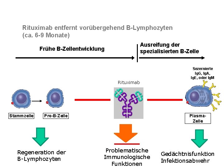 Rituximab entfernt vorübergehend B-Lymphozyten (ca. 6 -9 Monate) Ausreifung der spezialisierten B-Zelle Frühe B-Zellentwicklung