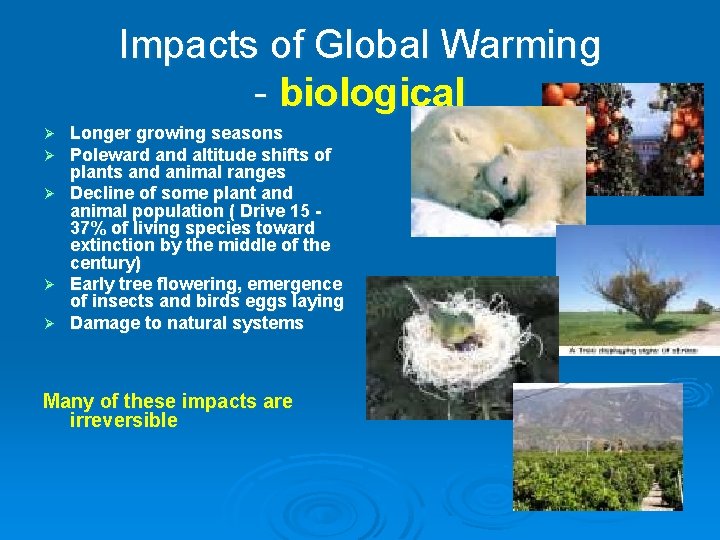 Impacts of Global Warming - biological Ø Ø Ø Longer growing seasons Poleward and
