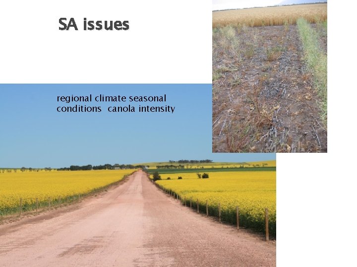 SA issues regional climate seasonal conditions canola intensity 