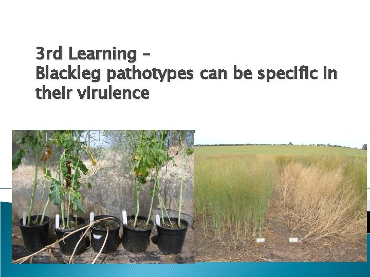 3 rd Learning – Blackleg pathotypes can be specific in their virulence 