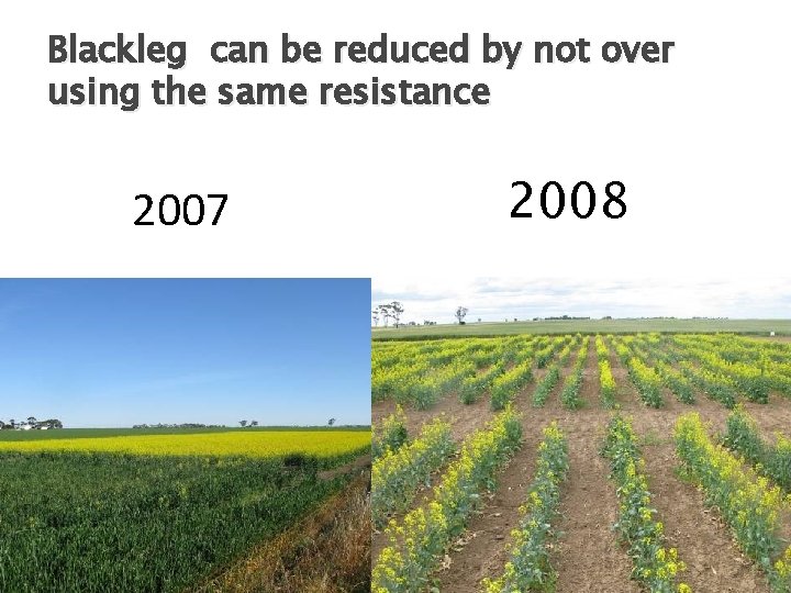 Blackleg can be reduced by not over using the same resistance 2007 2008 