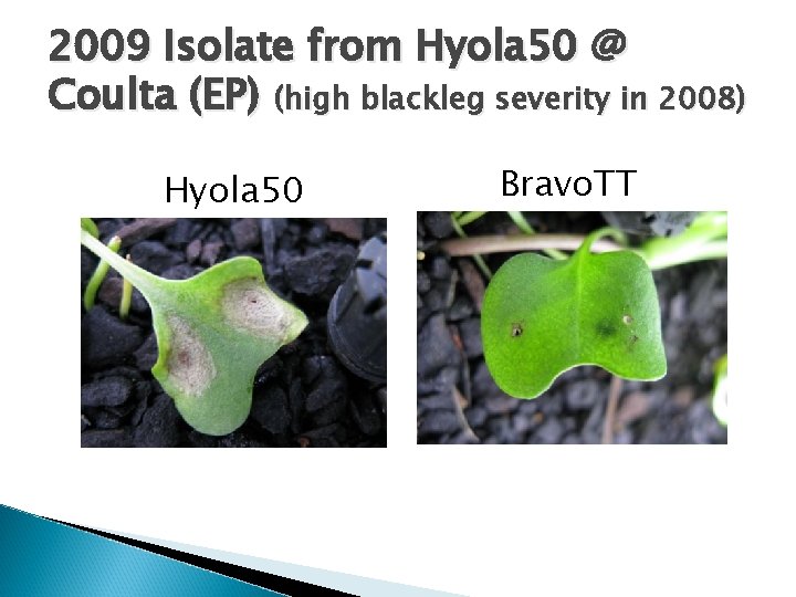 2009 Isolate from Hyola 50 @ Coulta (EP) (high blackleg severity in 2008) Hyola