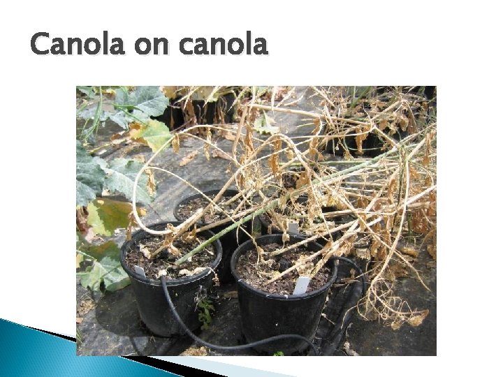 Canola on canola 