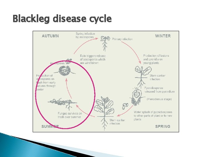 Blackleg disease cycle 