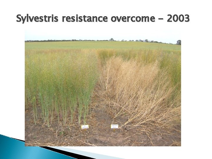Sylvestris resistance overcome - 2003 