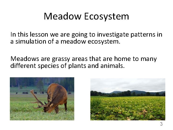 Meadow Ecosystem In this lesson we are going to investigate patterns in a simulation