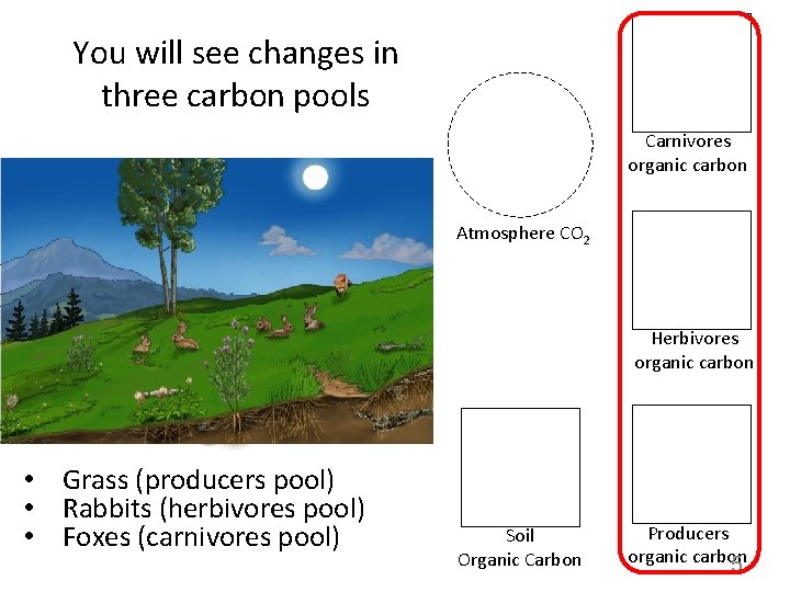 You will see changes in three carbon pools Carnivores organic carbon Atmosphere CO 2