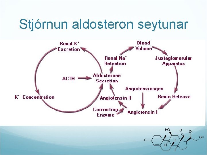 Stjórnun aldosteron seytunar 