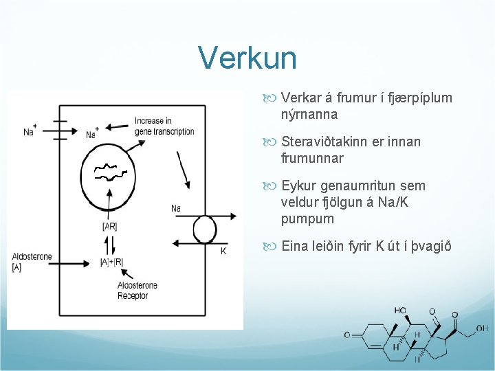 Verkun Verkar á frumur í fjærpíplum nýrnanna Steraviðtakinn er innan frumunnar Eykur genaumritun sem