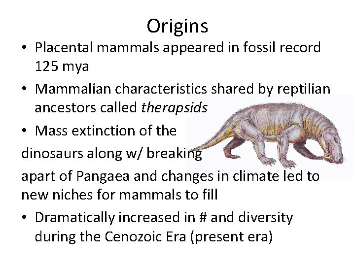 Origins • Placental mammals appeared in fossil record 125 mya • Mammalian characteristics shared