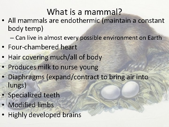 What is a mammal? • All mammals are endothermic (maintain a constant body temp)