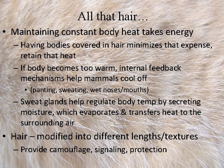 All that hair… • Maintaining constant body heat takes energy – Having bodies covered